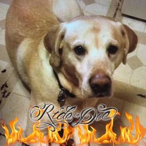 Meet your Posher, Rose